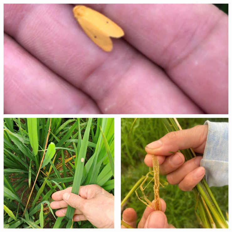 Tăng cường phòng trừ sâu bệnh hại lúa Xuân - Ảnh 2.