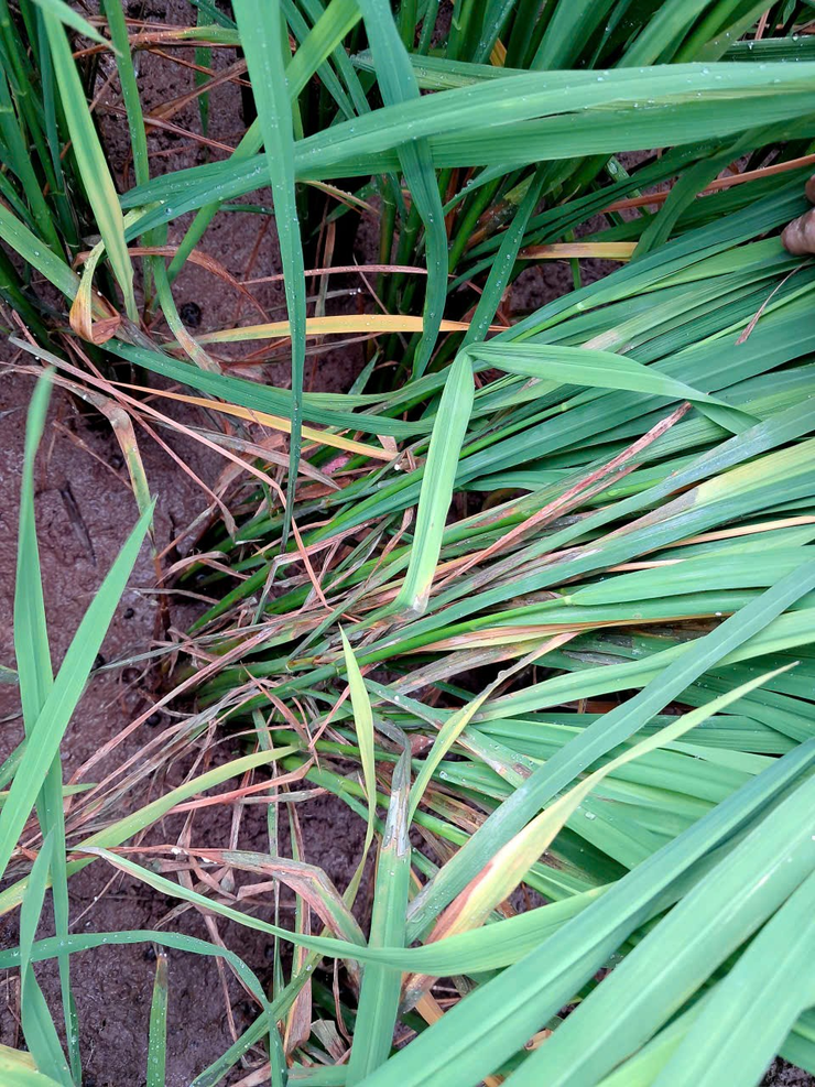 Tăng cường phòng trừ sâu bệnh hại lúa Xuân - Ảnh 3.