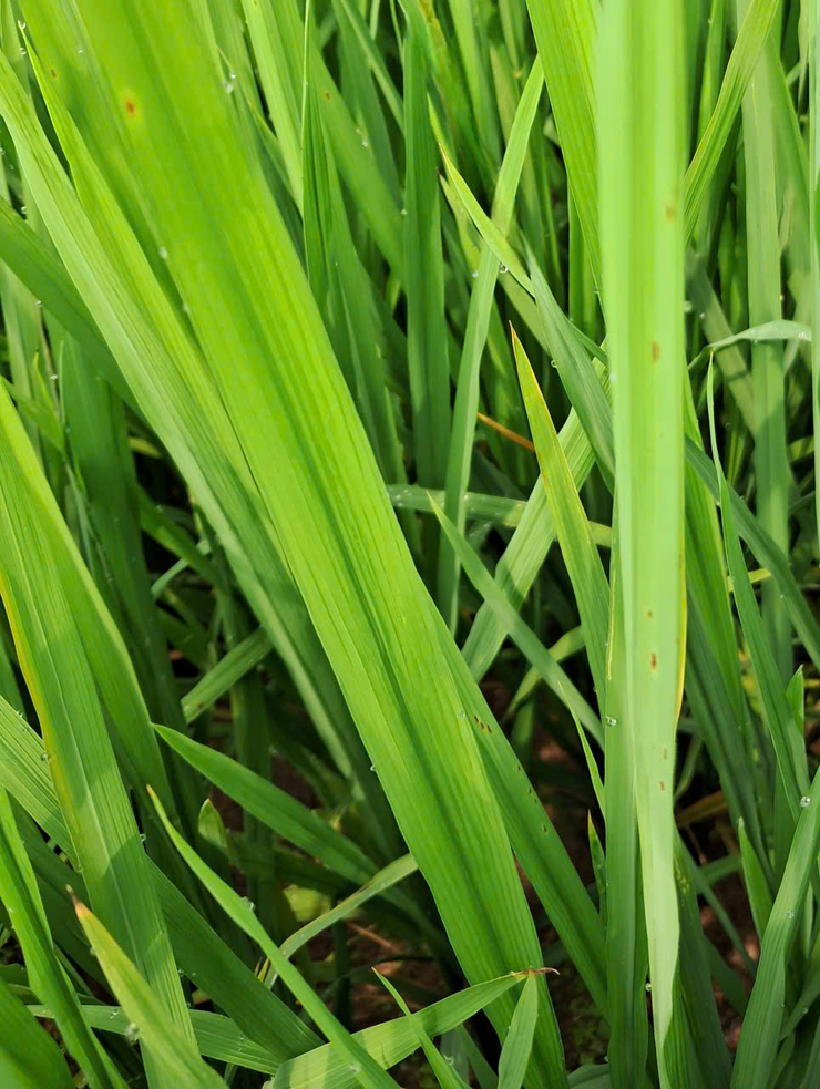 Tăng cường phòng trừ sâu bệnh hại lúa Xuân - Ảnh 4.