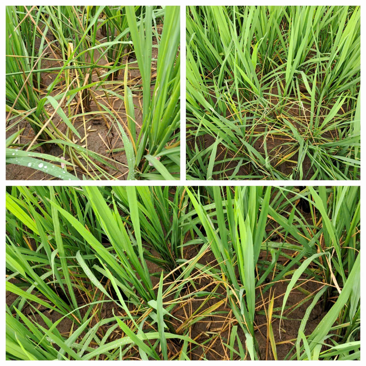 Tăng cường phòng trừ sâu bệnh hại lúa Xuân - Ảnh 5.