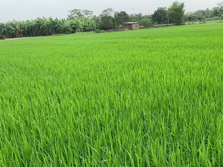 Xã Chương Dương triển khai công tác diệt chuột bảo vệ sản xuất vụ Xuân năm 2026- Ảnh 3.