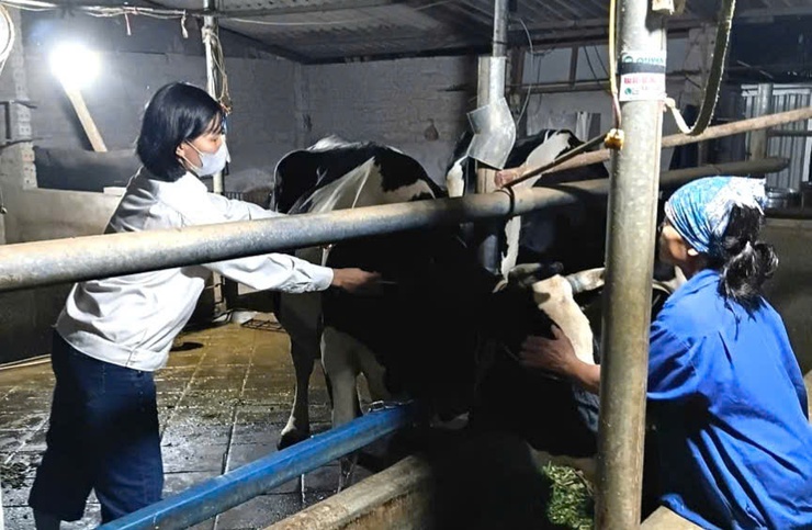 Xã Đoài Phương triển khai tiêm phòng vắc xin cho đàn gia súc đợt I năm 2026- Ảnh 1.