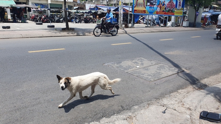 Thông báo về việc tăng cường quản lý nuôi vật nuôi (chó, mèo) và đảm bảo trật tự công cộng trên địa bàn phường Thanh Liệt- Ảnh 1.
