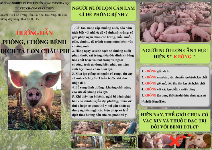 Dịch tả lợn châu phi không lây sang người- Ảnh 1.