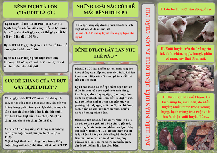 Dịch tả lợn châu phi không lây sang người- Ảnh 2.