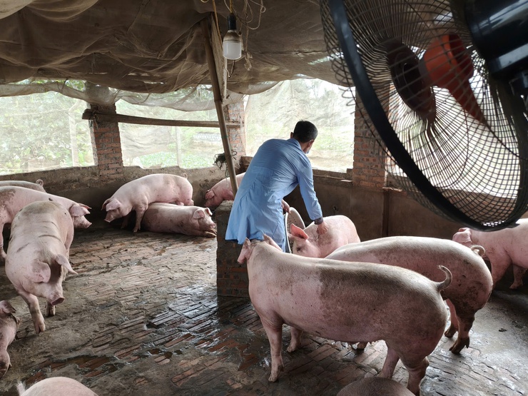 TRUNG TÂM DỊCH VỤ TỔNG HỢP XÃ  TỔ CHỨC TIÊM PHÒNG VẮC XIN CHO ĐÀN GIA SÚC, GIA CẦM- Ảnh 4.