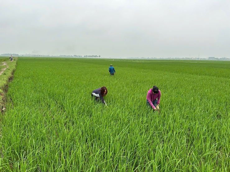 HƯỚNG DẪN CHĂM SÓC VÀ PHÒNG TRỪ SÂU BỆNH LÚA GIAI ĐOẠN ĐỨNG CÁI- Ảnh 5.