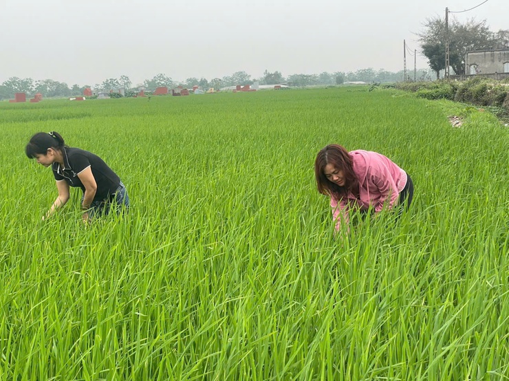 HƯỚNG DẪN CHĂM SÓC VÀ PHÒNG TRỪ SÂU BỆNH LÚA GIAI ĐOẠN ĐỨNG CÁI- Ảnh 1.