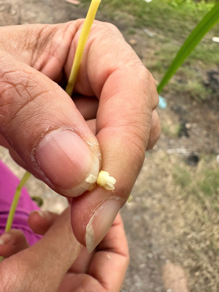 HƯỚNG DẪN CHĂM SÓC VÀ PHÒNG TRỪ SÂU BỆNH LÚA GIAI ĐOẠN ĐỨNG CÁI- Ảnh 3.