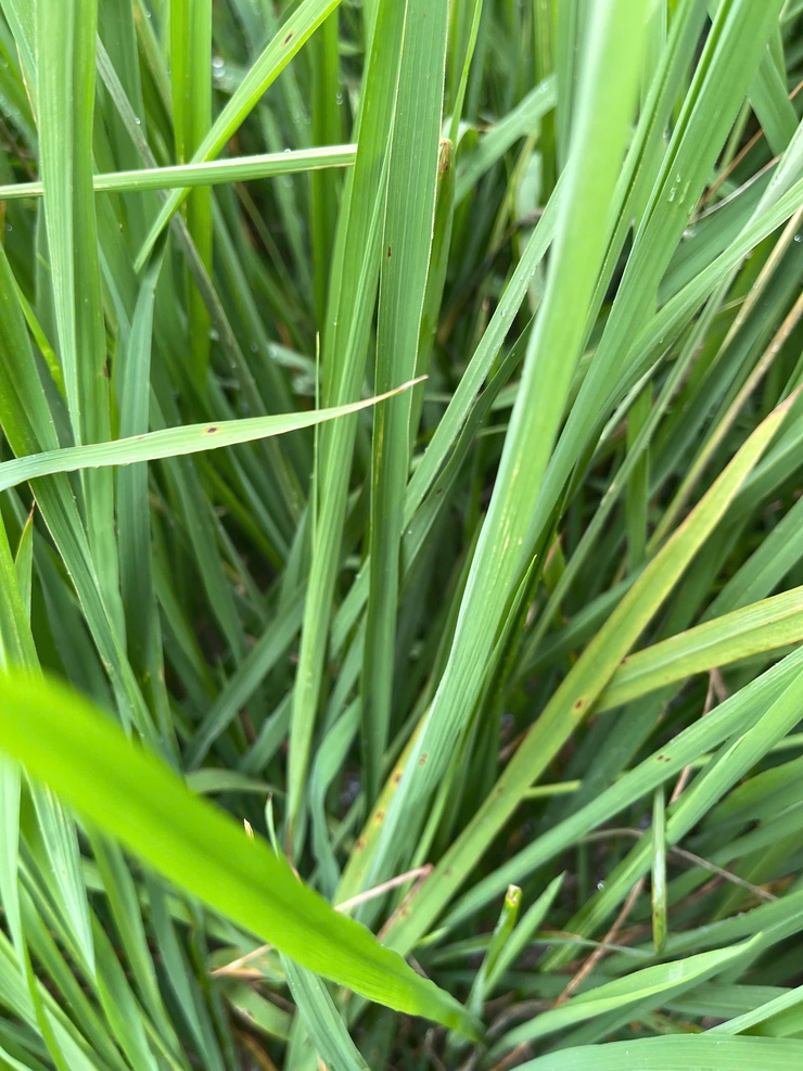 HƯỚNG DẪN CHĂM SÓC VÀ PHÒNG TRỪ SÂU BỆNH LÚA GIAI ĐOẠN ĐỨNG CÁI- Ảnh 4.