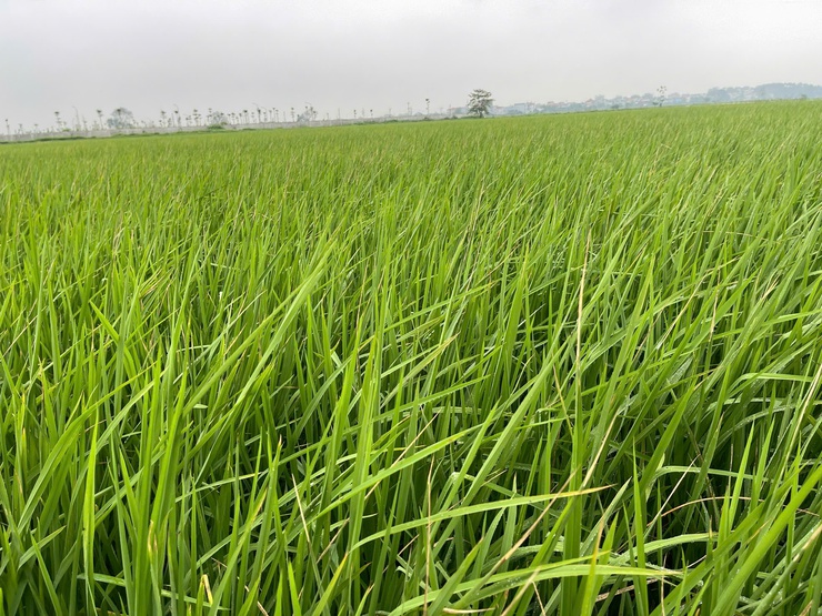 HƯỚNG DẪN CHĂM SÓC VÀ PHÒNG TRỪ SÂU BỆNH LÚA GIAI ĐOẠN ĐỨNG CÁI- Ảnh 2.