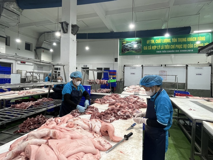 Dịch tả lợn Châu Phi không lây sang người- Ảnh 1.