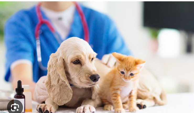 TUYÊN TRUYỀN TIÊM PHÒNG BỆNH DẠI CHO ĐÀN CHÓ, MÈO TẠI XÃ DÂN HÒA NĂM 2026.- Ảnh 1.