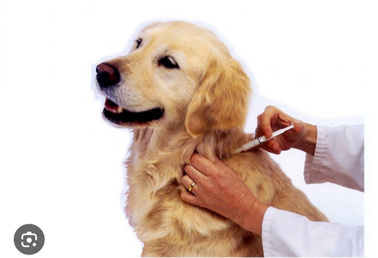 TUYÊN TRUYỀN TIÊM PHÒNG BỆNH DẠI CHO ĐÀN CHÓ, MÈO TẠI XÃ DÂN HÒA NĂM 2026.- Ảnh 2.