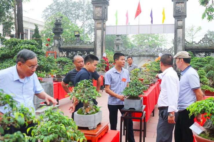 Khai mạc trưng bày giao lưu cây cảnh bon sai nghệ thuật xuân Bính Ngọ 2026- Ảnh 22.