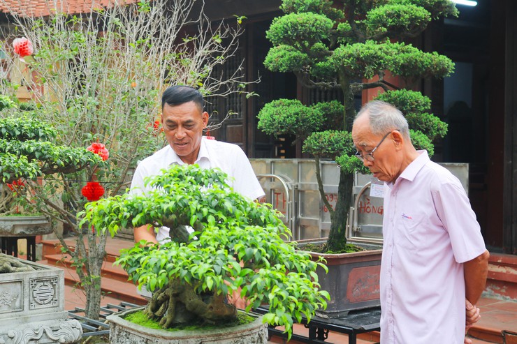 Khai mạc trưng bày giao lưu cây cảnh bon sai nghệ thuật xuân Bính Ngọ 2026- Ảnh 26.