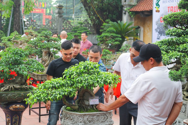 Khai mạc trưng bày giao lưu cây cảnh bon sai nghệ thuật xuân Bính Ngọ 2026- Ảnh 28.