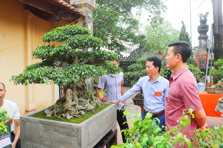 Khai mạc trưng bày giao lưu cây cảnh bon sai nghệ thuật xuân Bính Ngọ 2026- Ảnh 29.