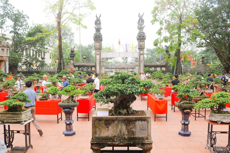 Khai mạc trưng bày giao lưu cây cảnh bon sai nghệ thuật xuân Bính Ngọ 2026- Ảnh 38.