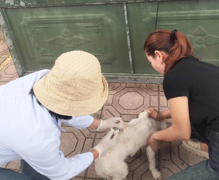 TIÊM VẮC XIN DẠI CHO CHÓ, MÈO – BIỆN PHÁP HIỆU QUẢ BẢO VỆ SỨC KHỎE CỘNG ĐỒNG.- Ảnh 2.