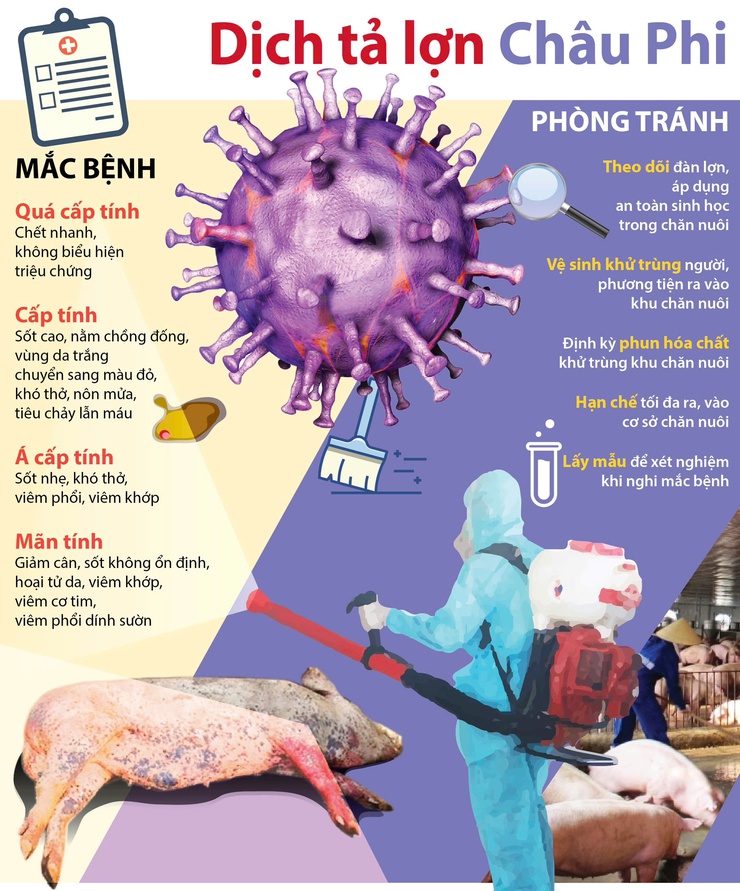 Nam Phù tăng cường phòng, chống dịch tả lợn châu Phi gắn với bảo đảm an toàn thực phẩm- Ảnh 1.