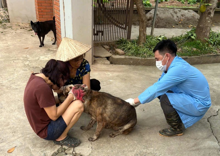 Chương Mỹ tiêm phòng vắc xin cho đàn gia súc, gia cầm đợt 1 năm 2026- Ảnh 1.