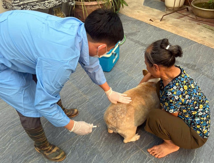 Chương Mỹ tiêm phòng vắc xin cho đàn gia súc, gia cầm đợt 1 năm 2026- Ảnh 3.