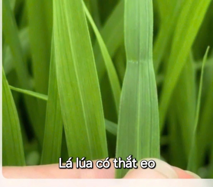 HƯỚNG DẪN BÓN PHÂN ĐÓN ĐÒNG LÚA VỤ XUÂN NĂM 2026- Ảnh 1.