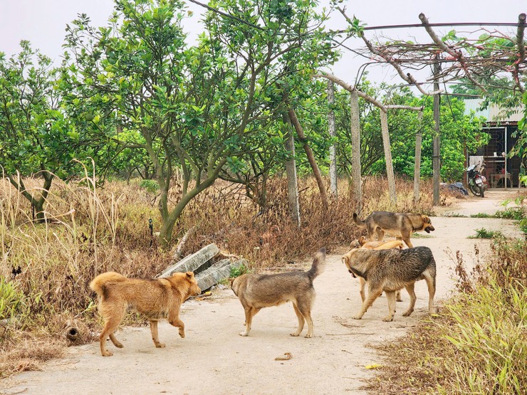 XÃ THẠCH THẤT TRIỂN KHAI TIÊM VẮC XIN PHÒNG BỆNH DẠI CHO ĐÀN CHÓ, MÈO ĐỢT 1 NĂM 2026- Ảnh 4.