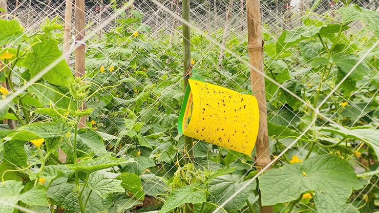 Đảm bảo an toàn thực phẩm trong sản xuất
 nông nghiệp – Yếu tố quyết định chất lượng nông sản
- Ảnh 3.