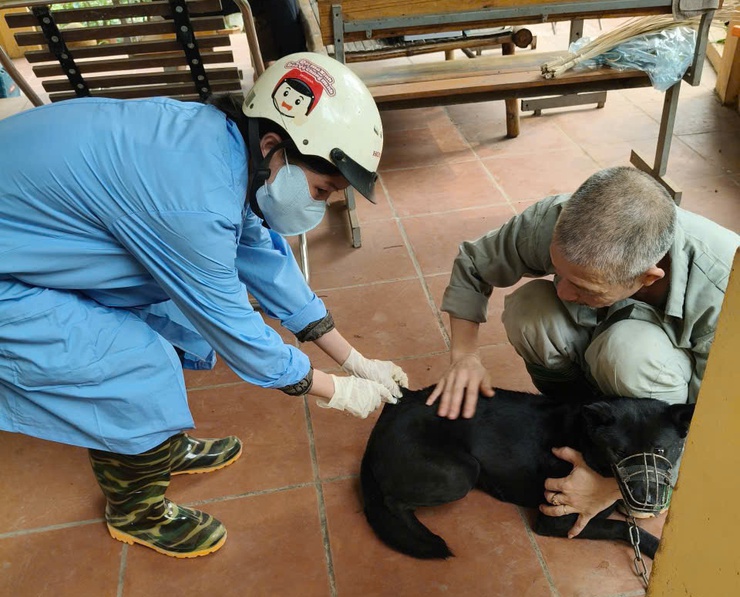Phường Tùng Thiện triển khai tiêm vắc xin dại cho đàn chó mèo- Ảnh 1.