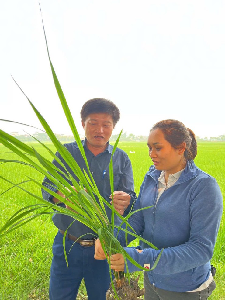 HƯỚNG DẪN Phòng trừ bệnh Đạo ôn hại lúa xuân năm 2026- Ảnh 1.