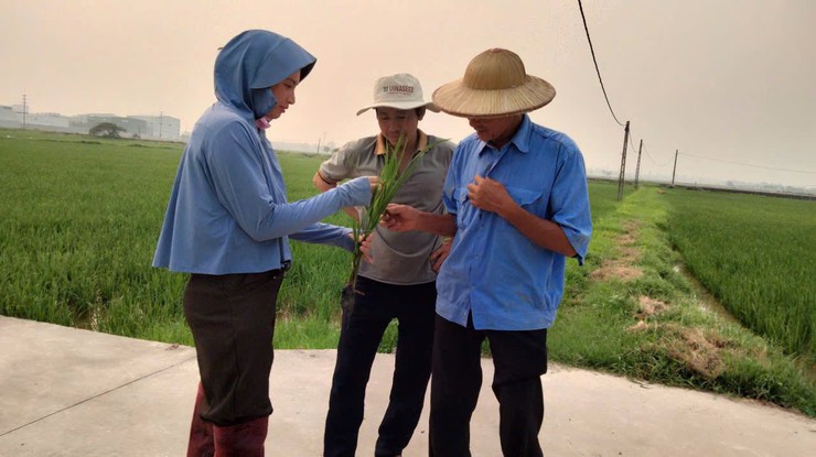 HƯỚNG DẪN Phòng trừ bệnh Đạo ôn hại lúa xuân năm 2026- Ảnh 2.