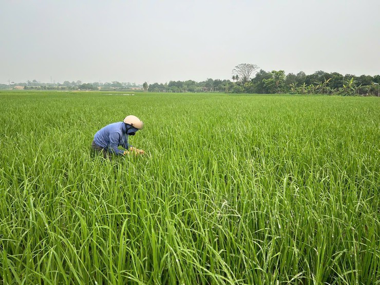 HƯỚNG DẪN Phòng trừ bệnh Đạo ôn hại lúa xuân năm 2026- Ảnh 3.