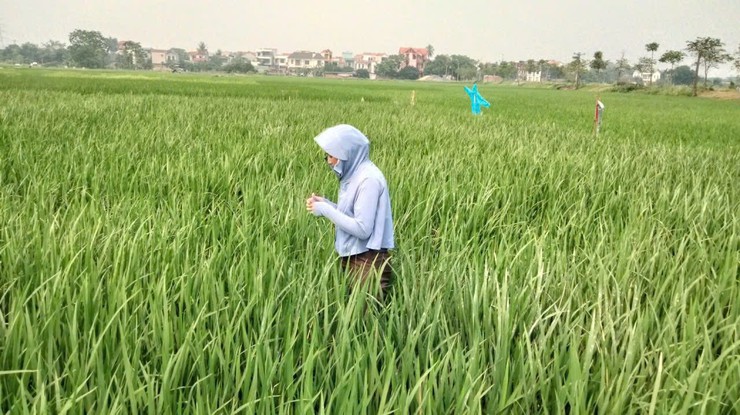 HƯỚNG DẪN Phòng trừ bệnh Đạo ôn hại lúa xuân năm 2026- Ảnh 4.