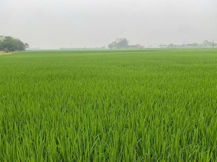 HƯỚNG DẪN KỸ THUẬT CHĂM SÓC VÀ BÓN PHÂN CHO CÂY LÚA GIAI ĐOẠN ĐỨNG CÁI - LÀM ĐÒNG

- Ảnh 1.