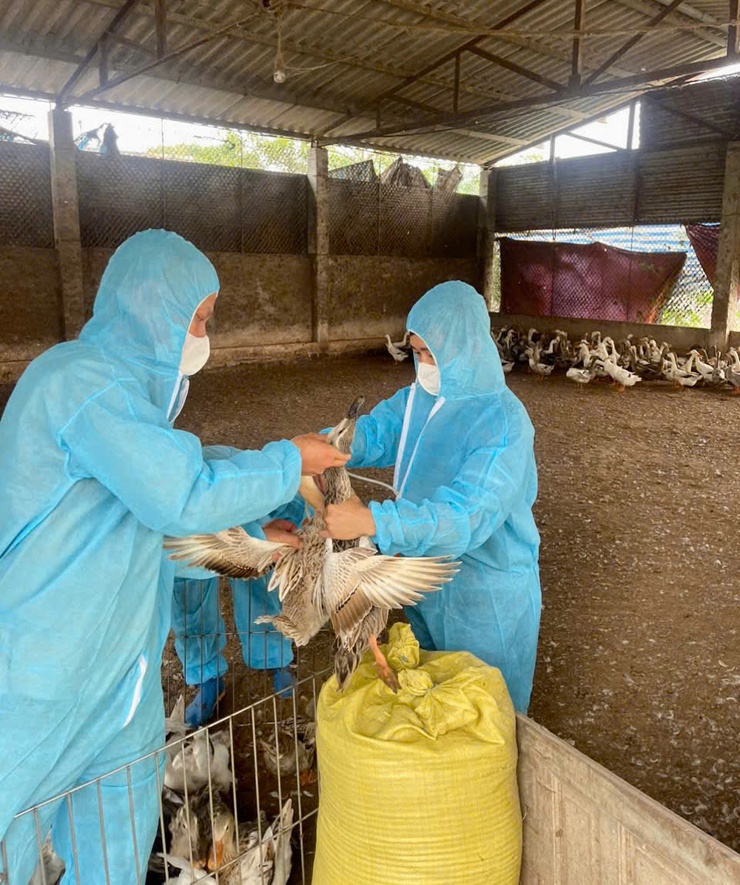 Phúc Thọ đạt 100% kế hoạch tiêm phòng vắc xin cho đàn vật nuôi- Ảnh 5.