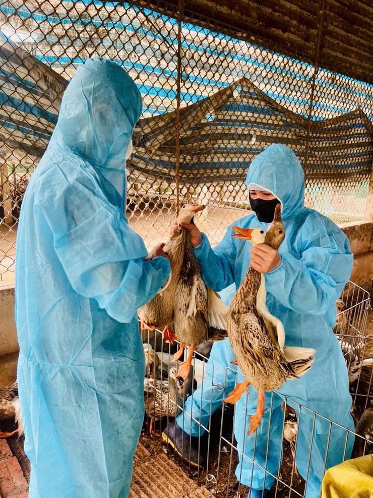 Phúc Thọ đạt 100% kế hoạch tiêm phòng vắc xin cho đàn vật nuôi- Ảnh 1.