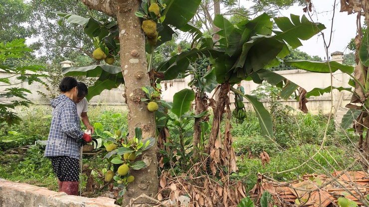 Đoài Phương cưỡng chế xử lý vi phạm đất đai tại thôn Khoang Sau và Vạn An- Ảnh 2.