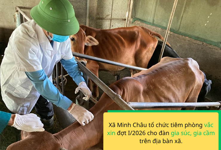 Thông báo: Lịch tiêm phòng Vắcxin Tai xanh cho đàn lợn nái, đực giống và Vắc xin Cúm gia cầm cho đàn gia cầm sinh sản, vắc xin dại cho đàn chó mèo đợt I/2026 trên địa bàn xã Minh Châu- Ảnh 1.