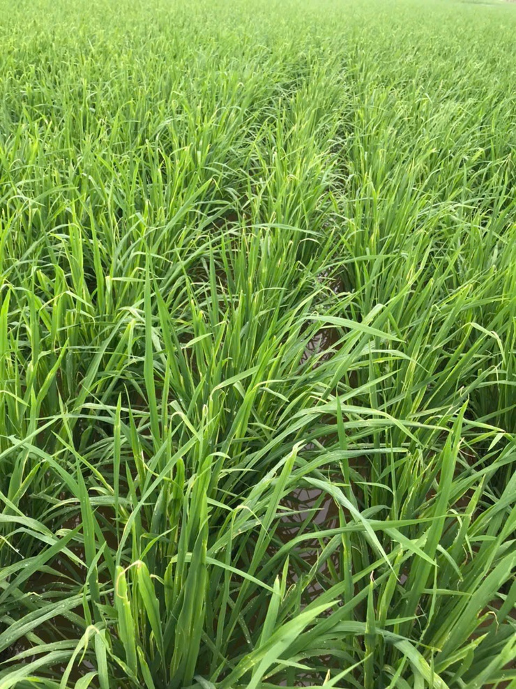 TĂNG CƯỜNG CHĂM SÓC VÀ PHÒNG TRỪ SÂU BỆNH LÚA GIAI ĐOẠN LÀM ĐÒNG- Ảnh 3.