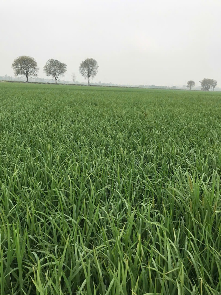 TĂNG CƯỜNG CHĂM SÓC VÀ PHÒNG TRỪ SÂU BỆNH LÚA GIAI ĐOẠN LÀM ĐÒNG- Ảnh 2.