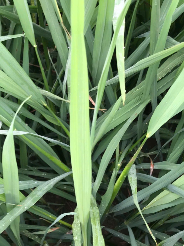 TĂNG CƯỜNG CHĂM SÓC VÀ PHÒNG TRỪ SÂU BỆNH LÚA GIAI ĐOẠN LÀM ĐÒNG- Ảnh 1.