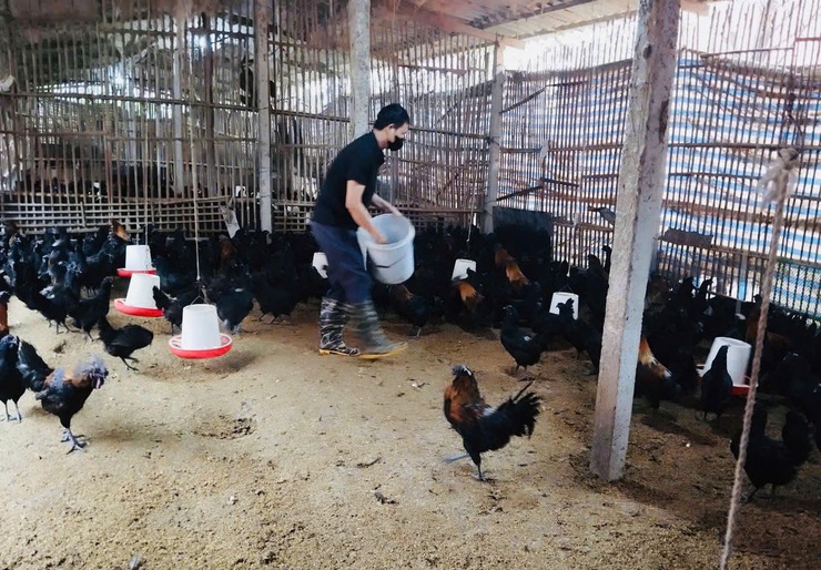 Phát triển sản xuất con giống gia cầm ở xã Phúc Thọ – Hướng đi hiệu quả, nâng cao thu nhập cho người dân- Ảnh 4.