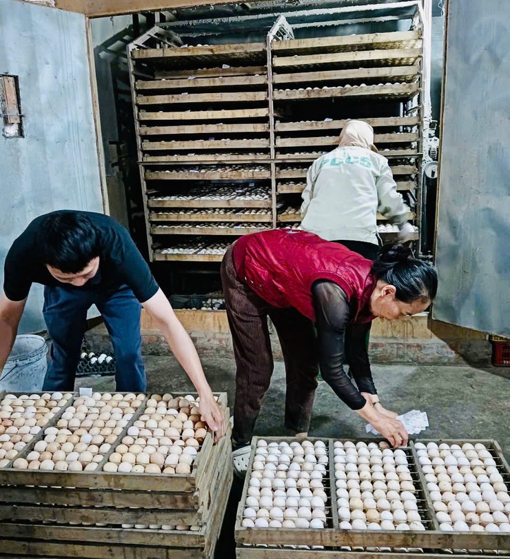 Phát triển sản xuất con giống gia cầm ở xã Phúc Thọ – Hướng đi hiệu quả, nâng cao thu nhập cho người dân- Ảnh 3.