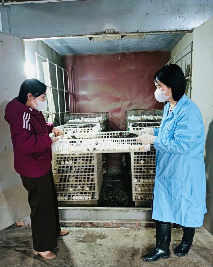 Phát triển sản xuất con giống gia cầm ở xã Phúc Thọ – Hướng đi hiệu quả, nâng cao thu nhập cho người dân- Ảnh 1.