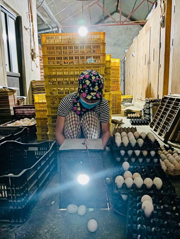 Phát triển sản xuất con giống gia cầm ở xã Phúc Thọ – Hướng đi hiệu quả, nâng cao thu nhập cho người dân- Ảnh 5.