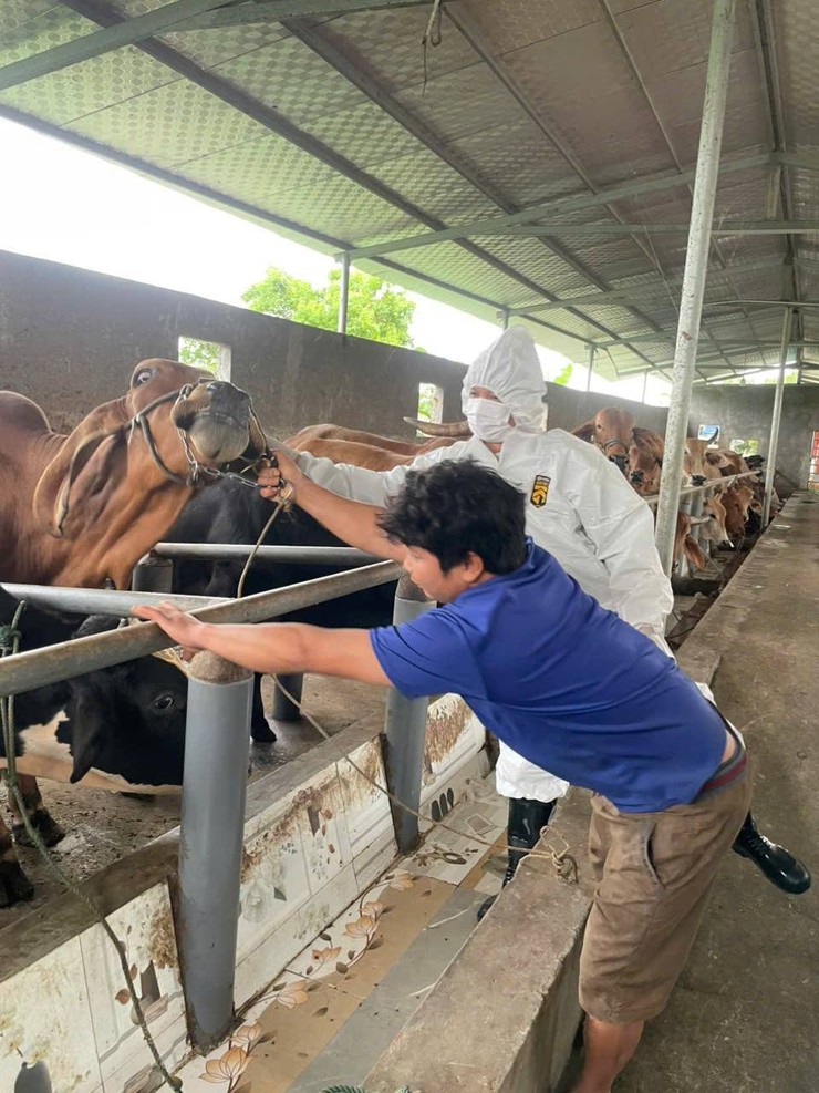 Xã Chương Dương tổ chức tiêm phòng vắc xin cho gia súc, gia cầm- Ảnh 2.