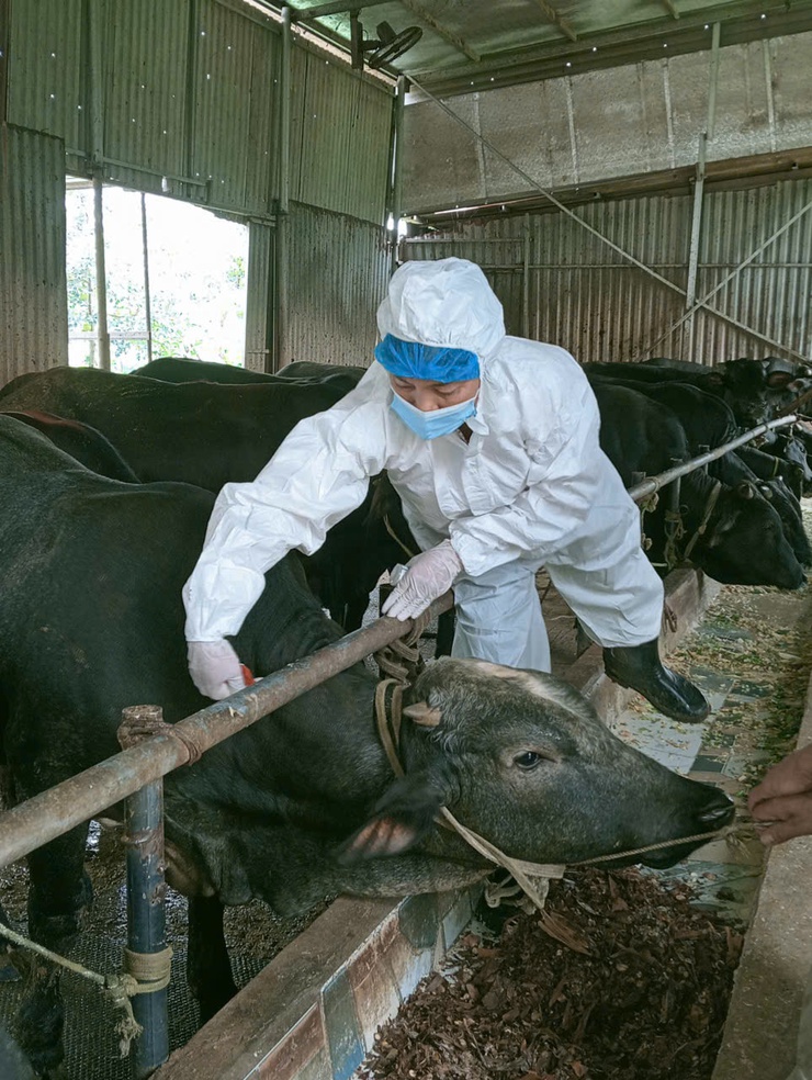 Xã Liên Minh tiêm phòng gia súc, gia cầm đợt 1 năm 2026- Ảnh 1.