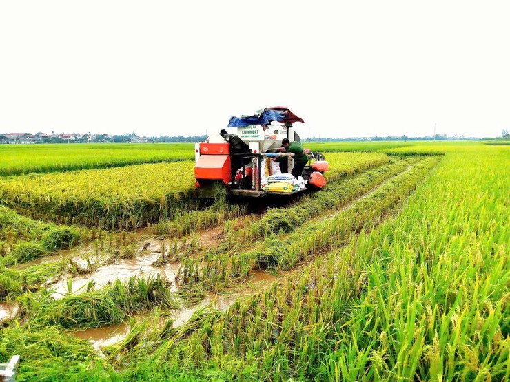 Bất Bạt tập trung khắc phục hậu quả mưa giông, quyết tâm bảo vệ thành quả sản xuất vụ xuân 2026- Ảnh 1.